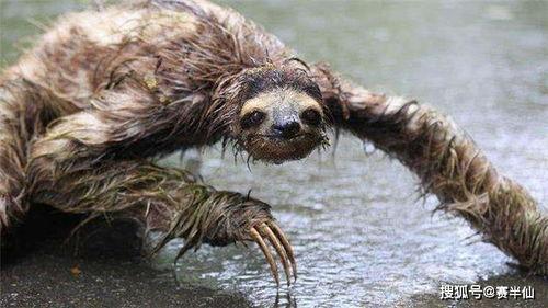 水猴子图片,探寻水猴子的神秘面纱