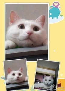 咪咪的照片,镜头下的可爱瞬间